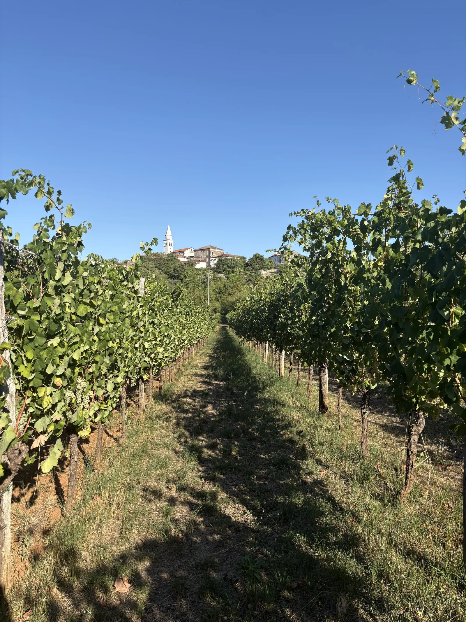 Vinograd Vina Durcik z vasjo Pliskovica v ozadju
